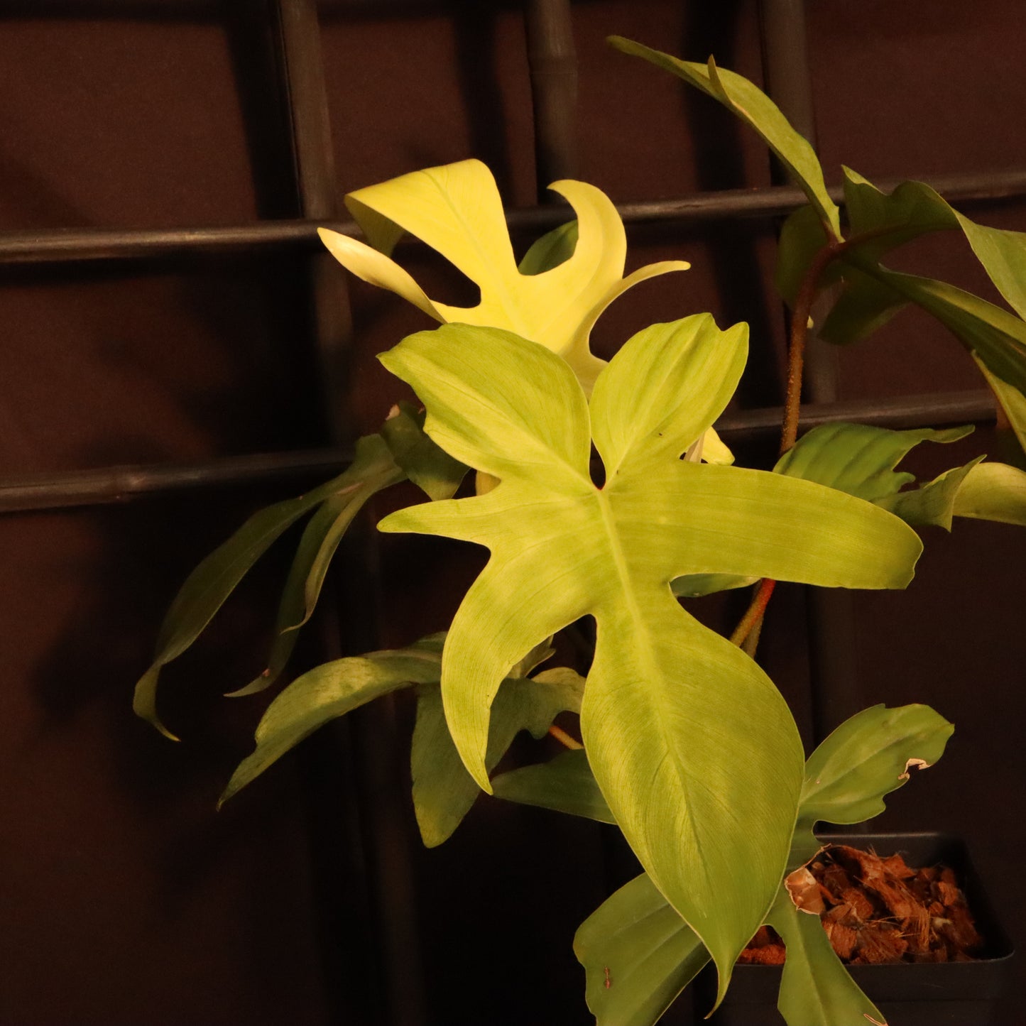 Philodendron Florida Ghost