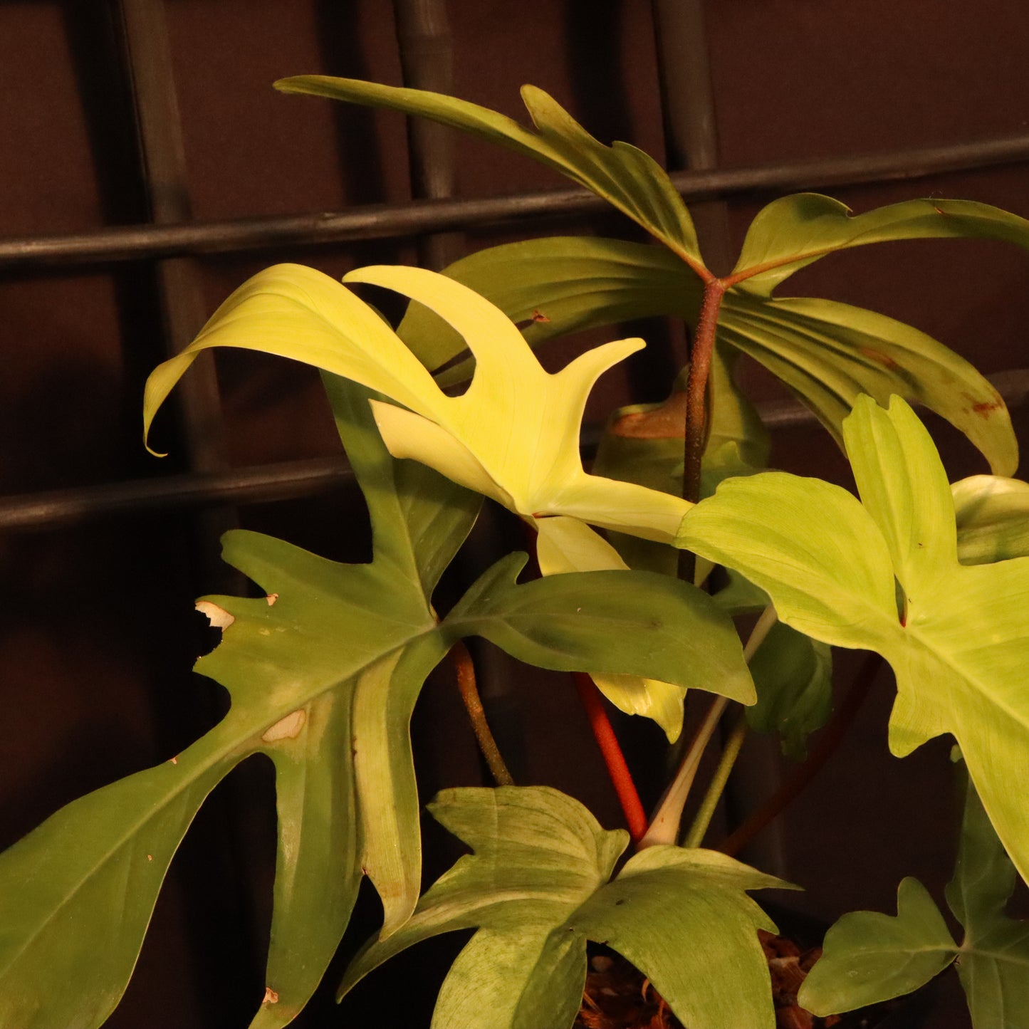 Philodendron Florida Ghost