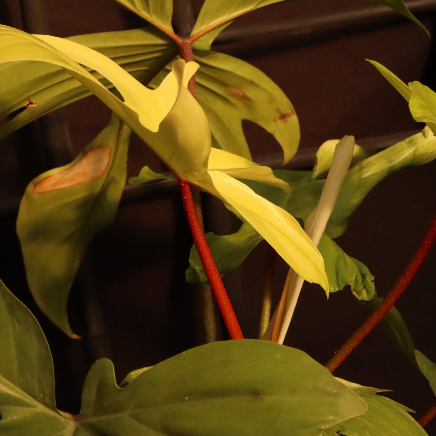 Philodendron Florida Ghost