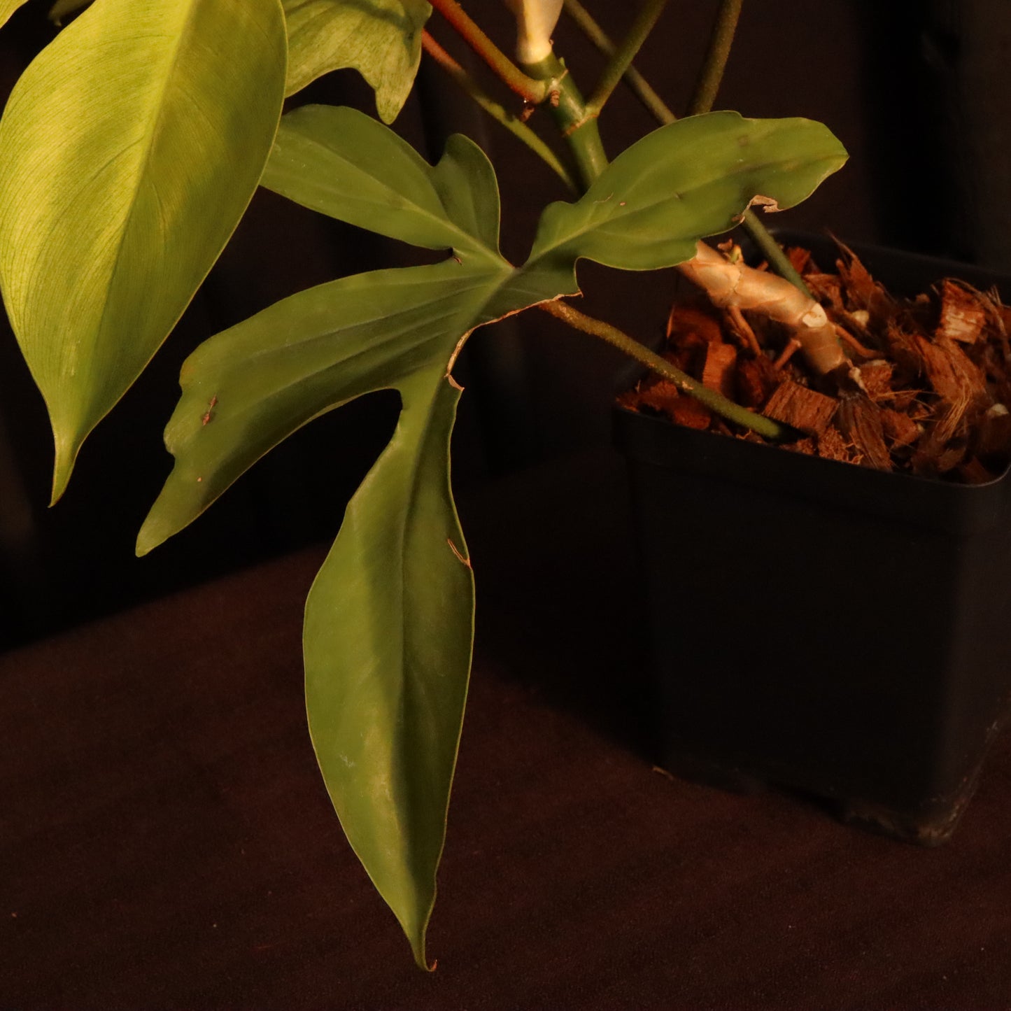 Philodendron Florida Ghost