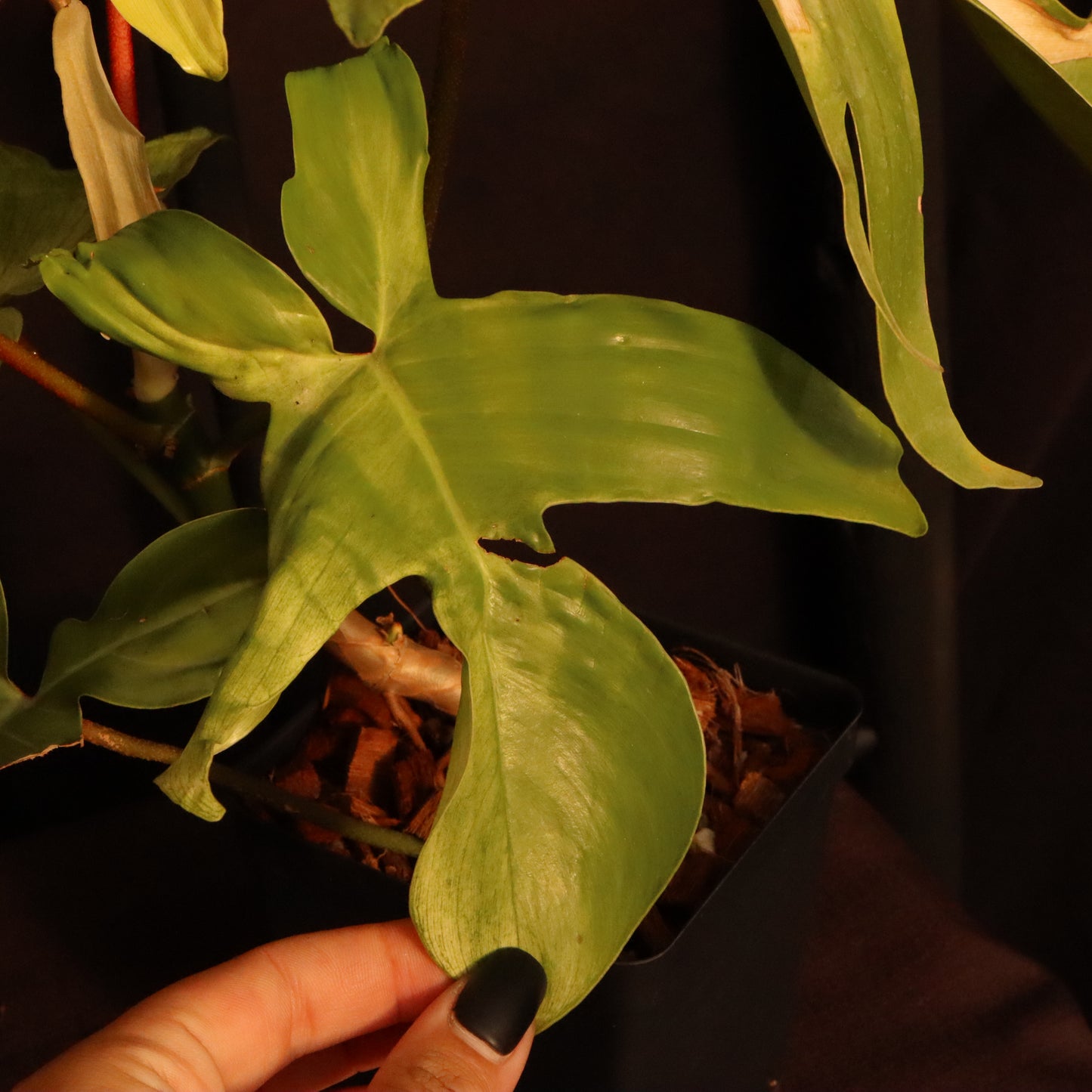Philodendron Florida Ghost