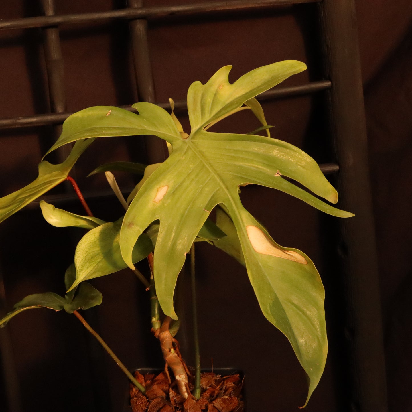 Philodendron Florida Ghost