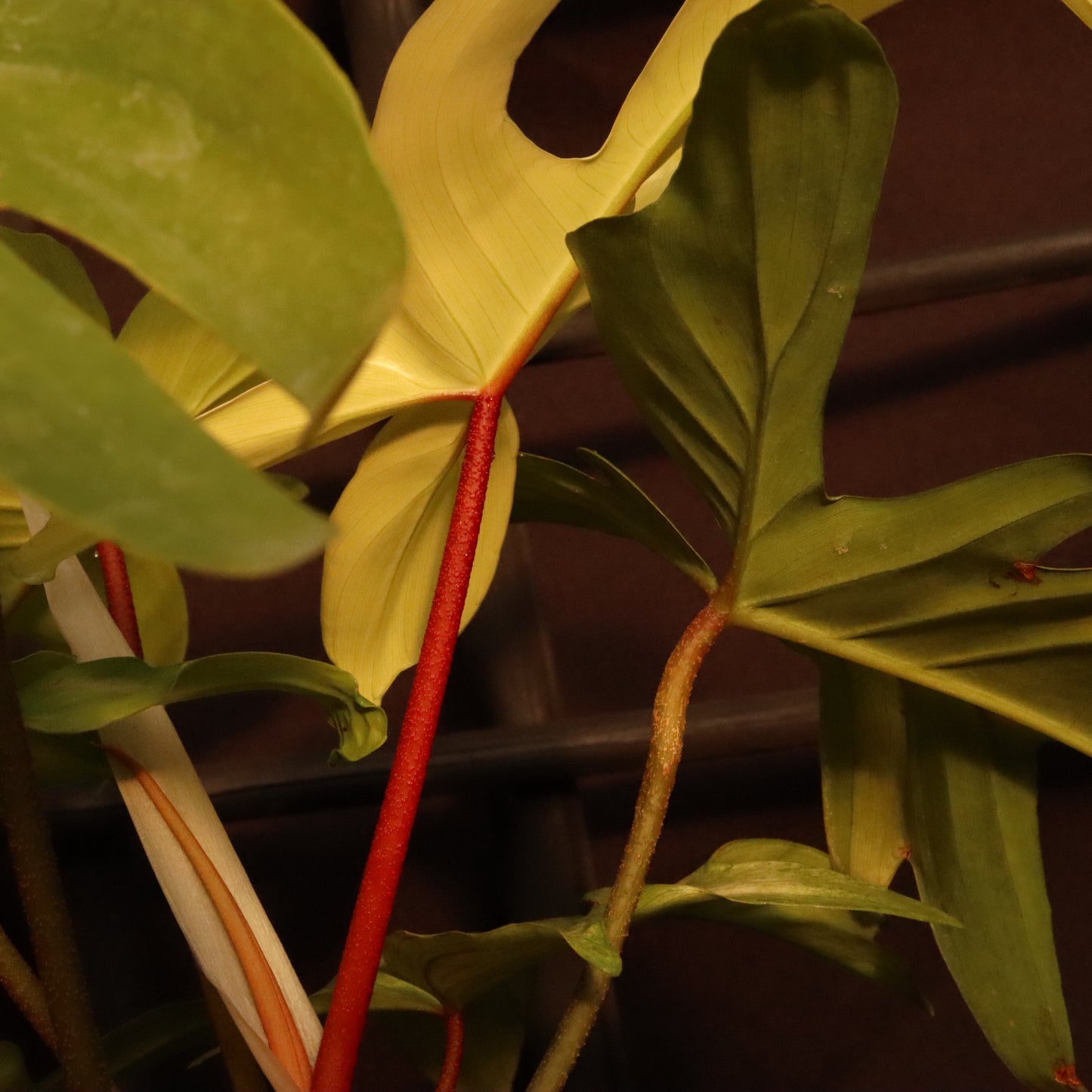 Philodendron Florida Ghost