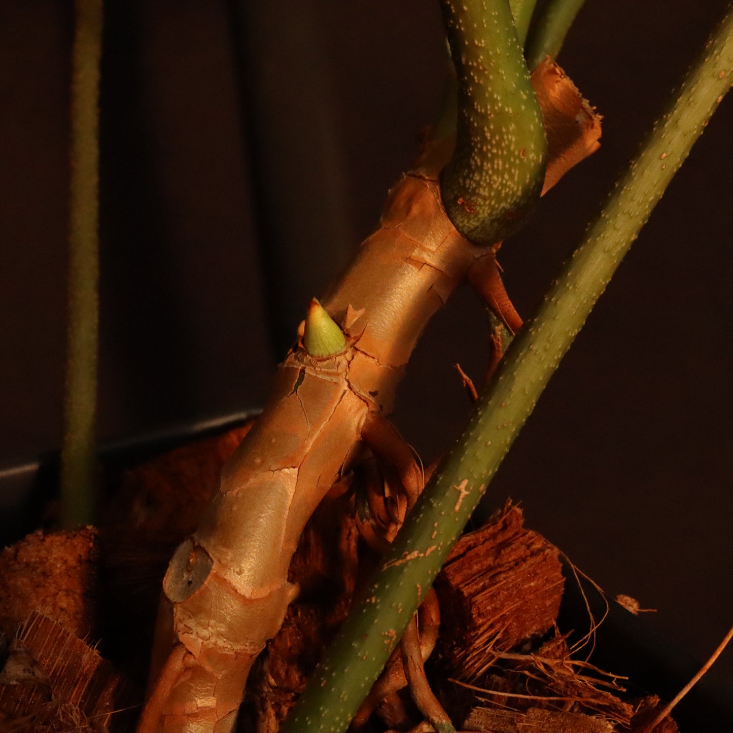 Philodendron Florida Ghost