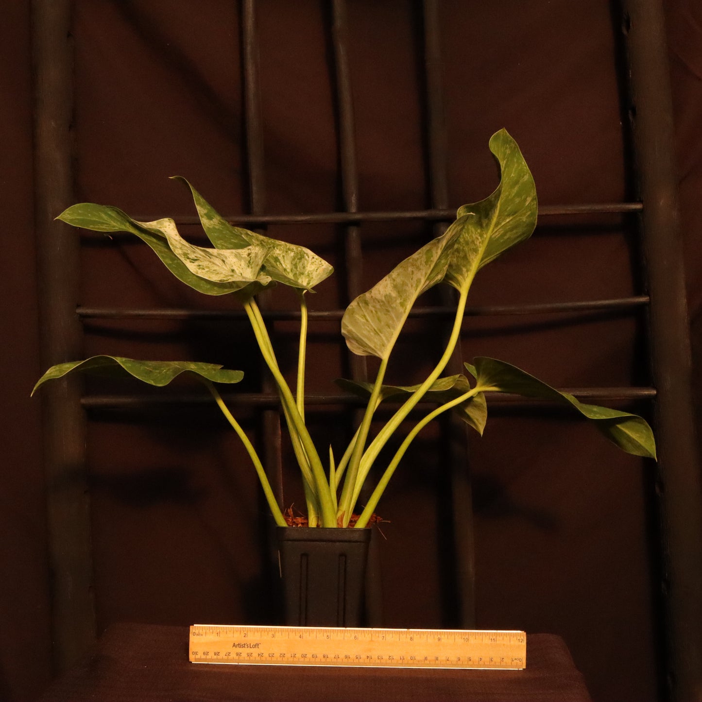 Philodendron Giganteum Variegata