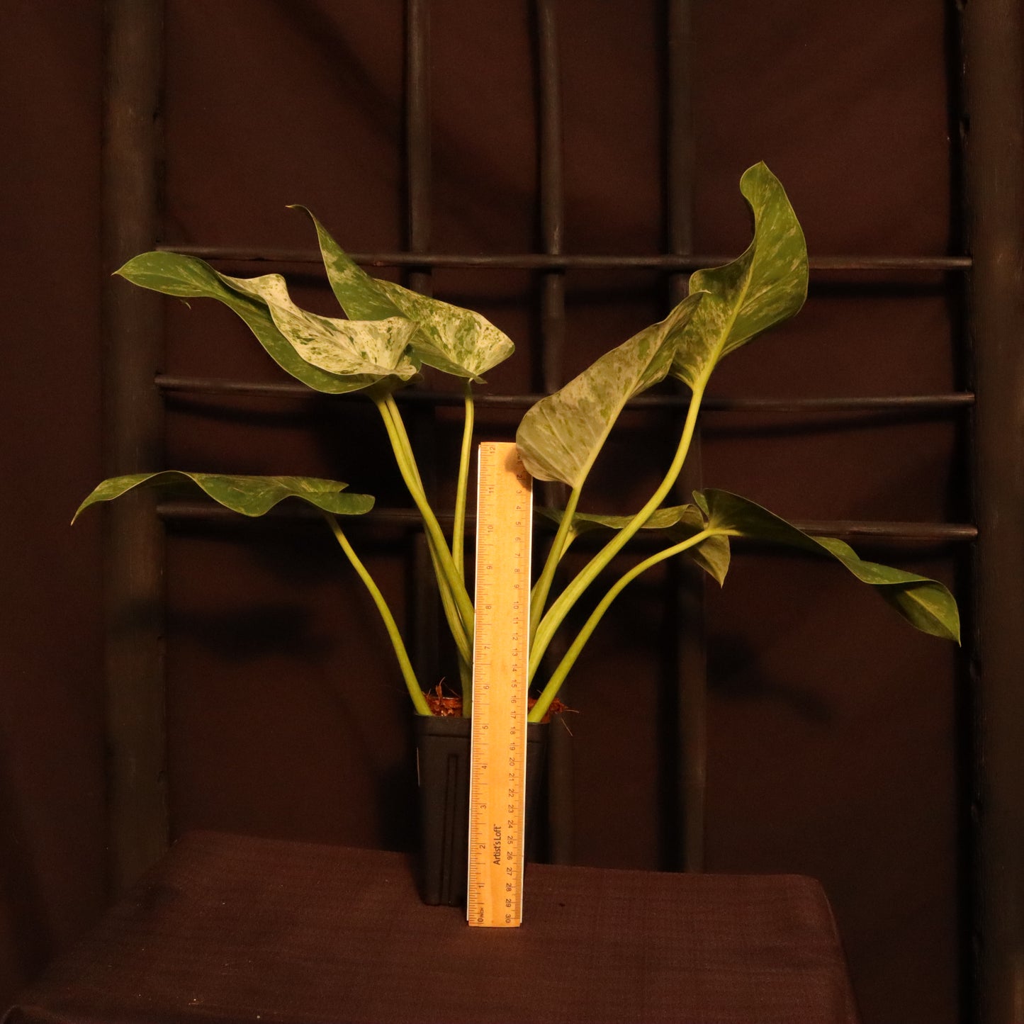 Philodendron Giganteum Variegata