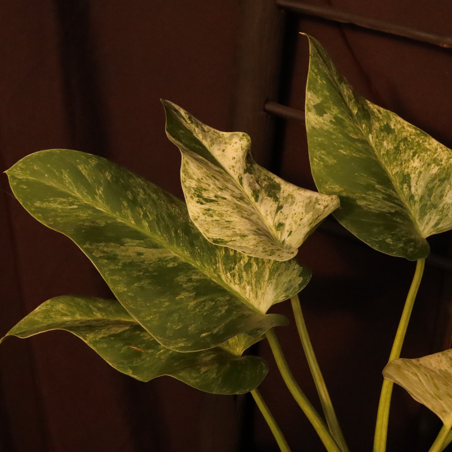 Philodendron Giganteum Variegata