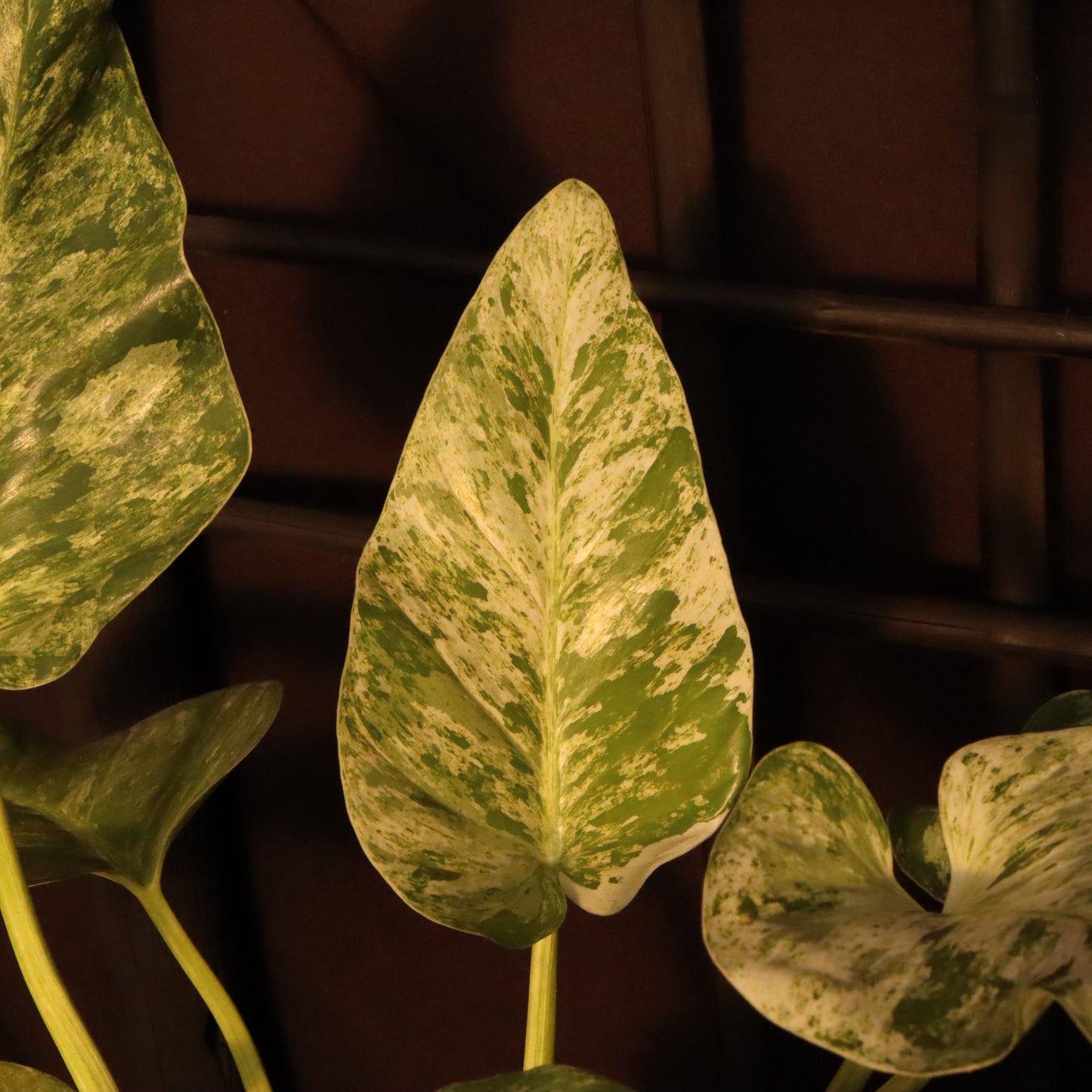 Philodendron Giganteum Variegata