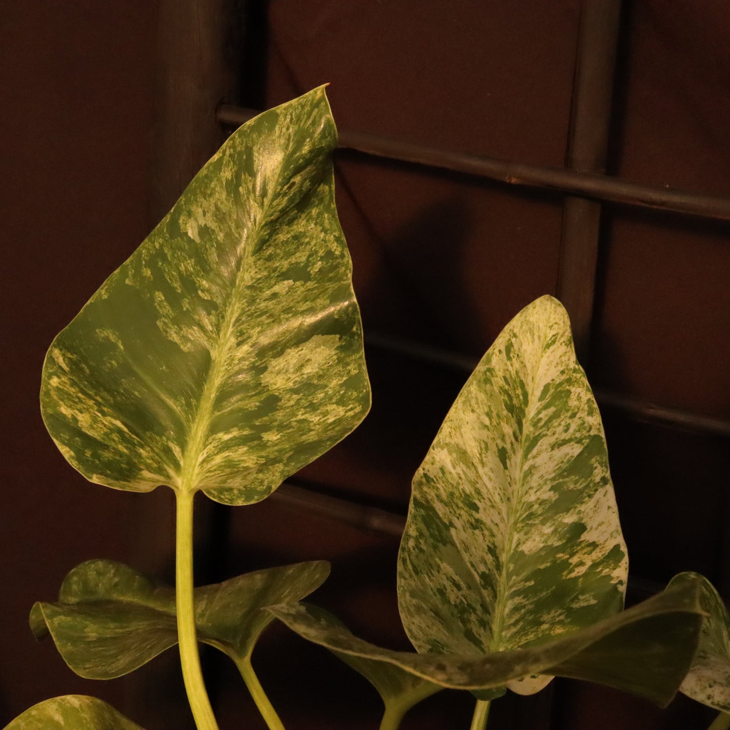 Philodendron Giganteum Variegata