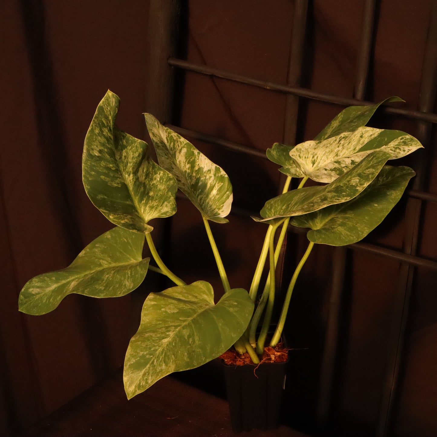 Philodendron Giganteum Variegata