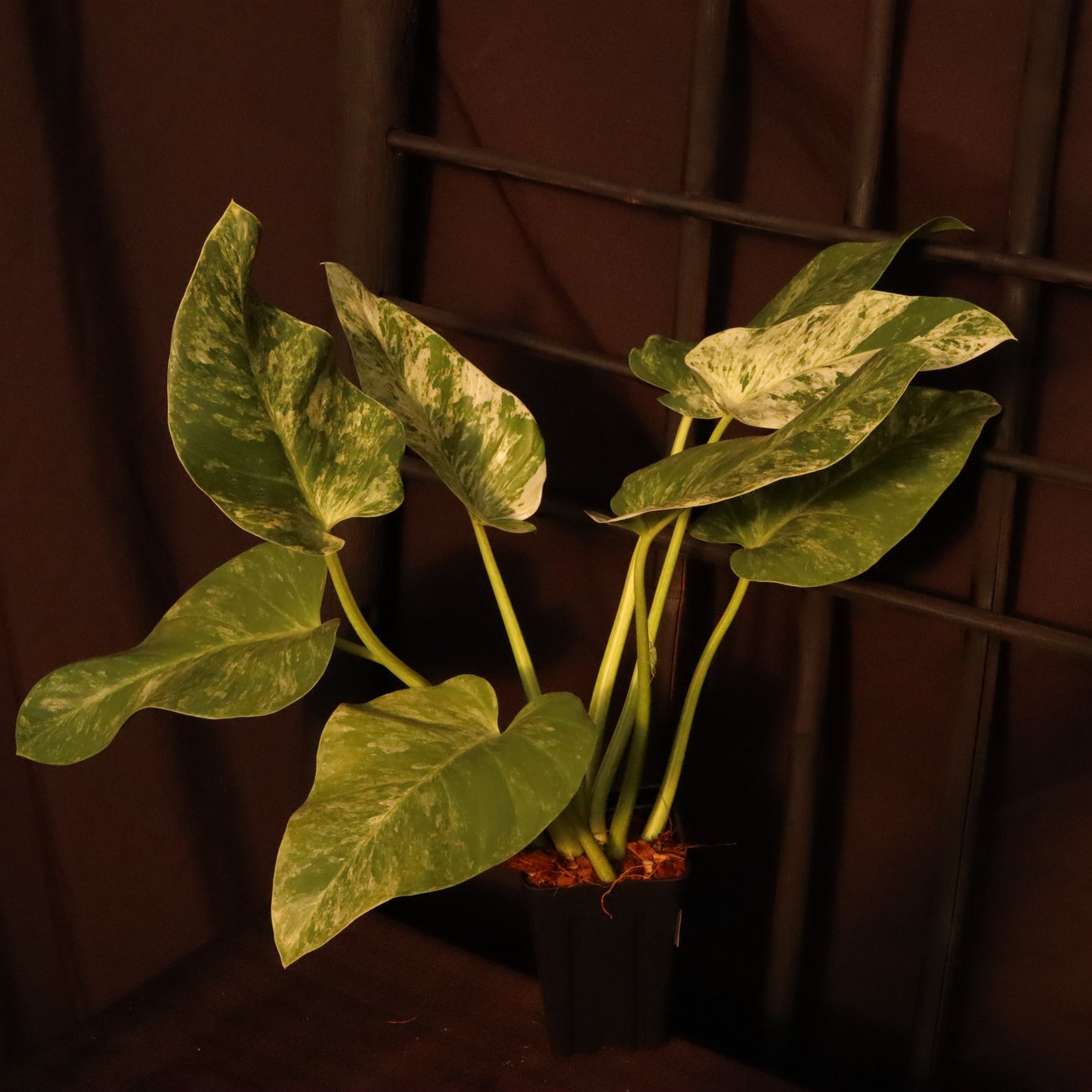 Philodendron Giganteum Variegata