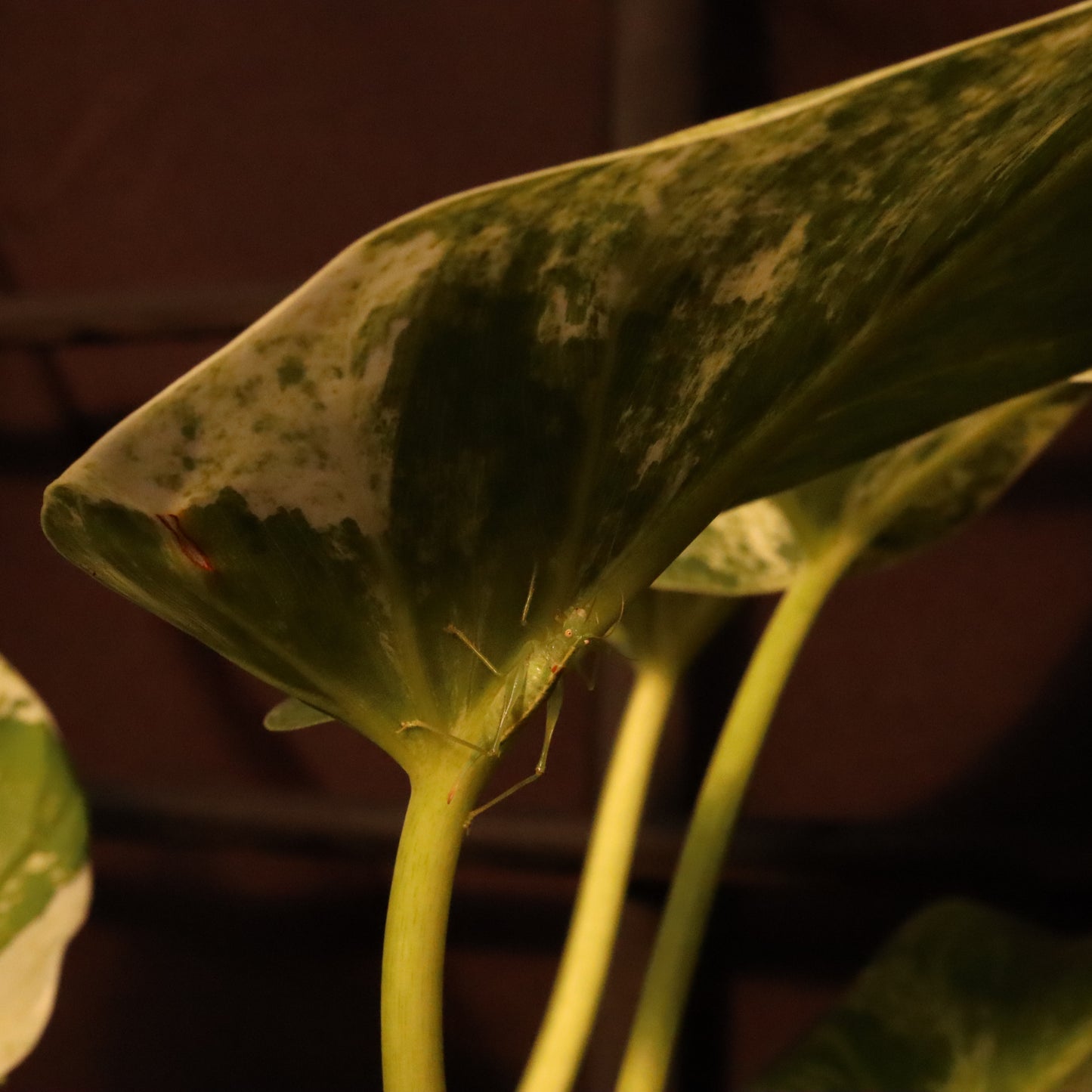 Philodendron Giganteum Variegata