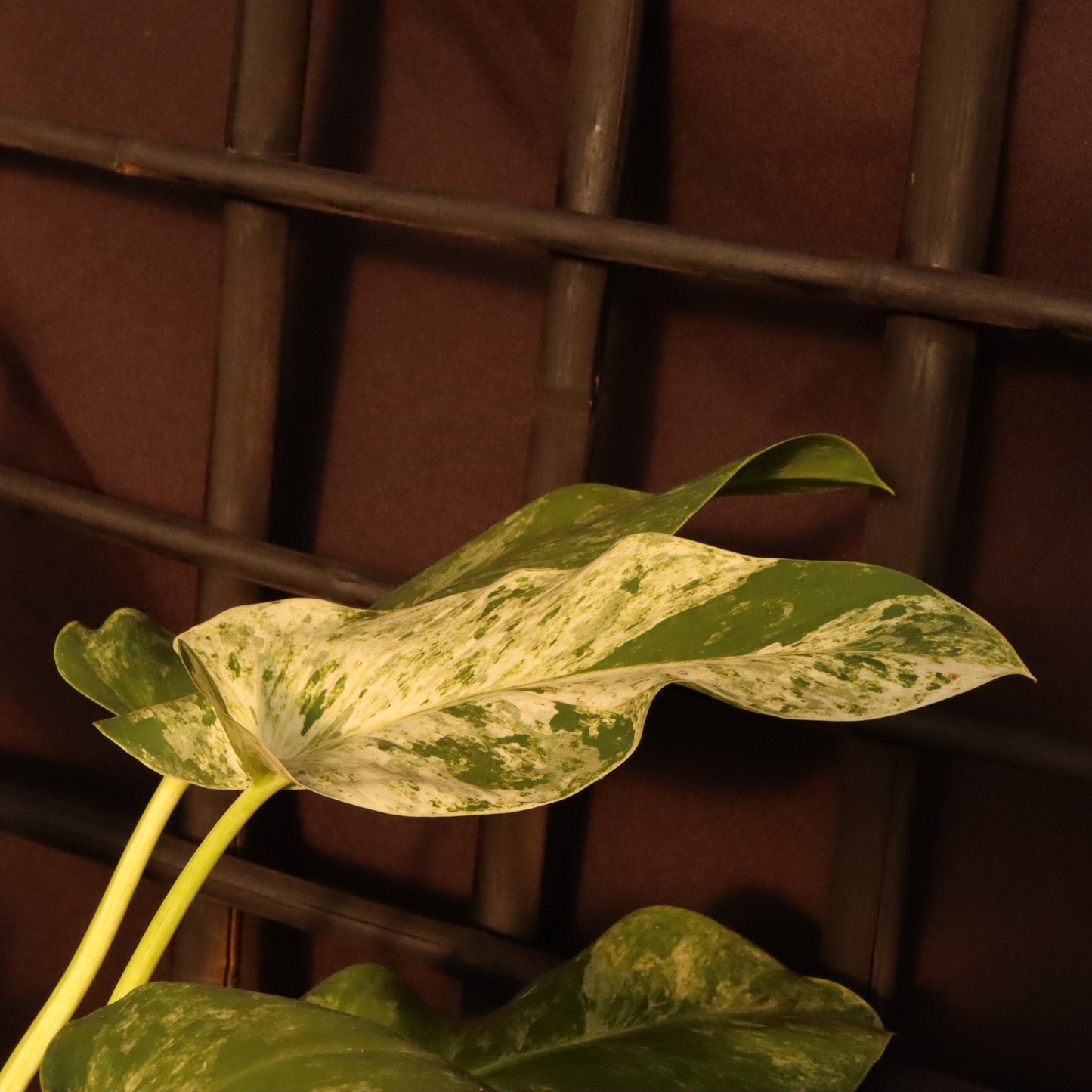 Philodendron Giganteum Variegata