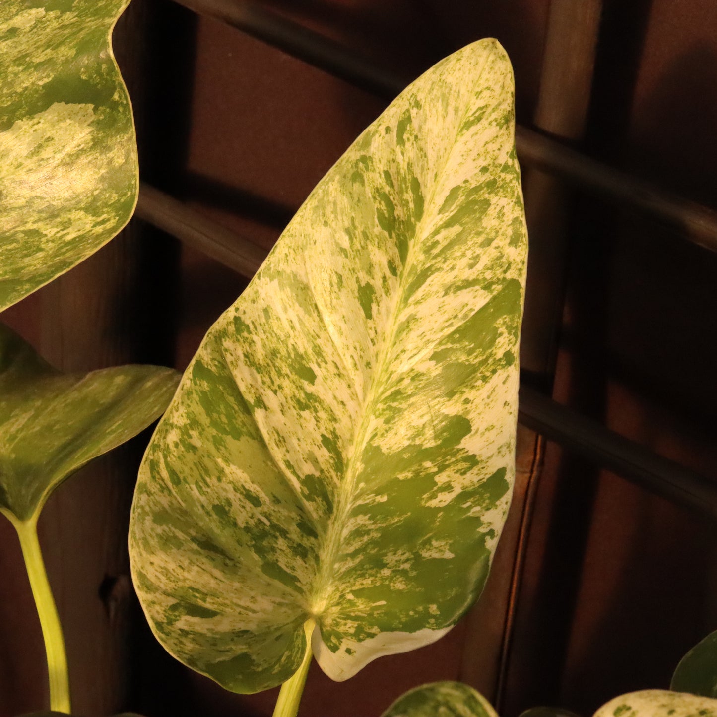 Philodendron Giganteum Variegata