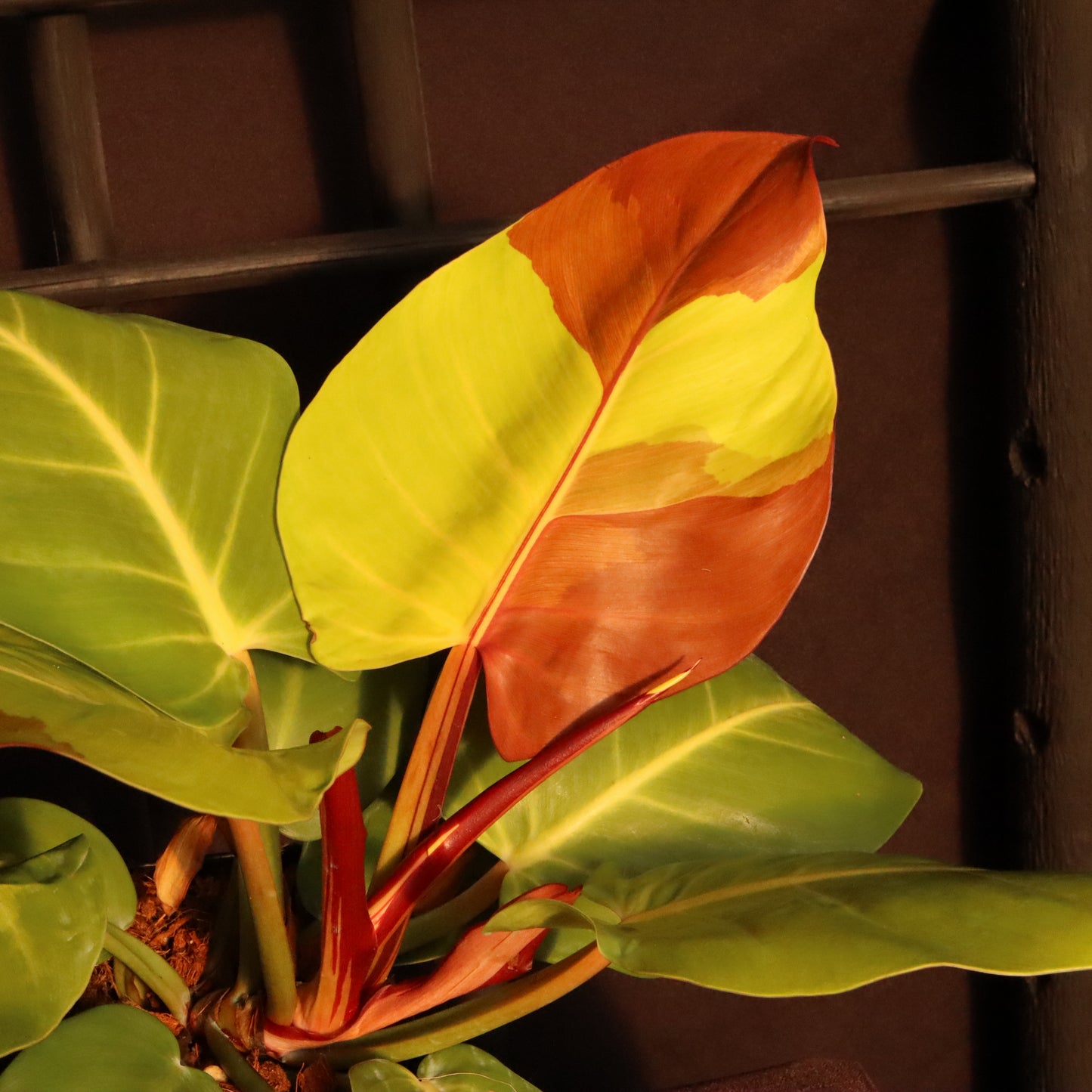 Philodendron Yellow Flame