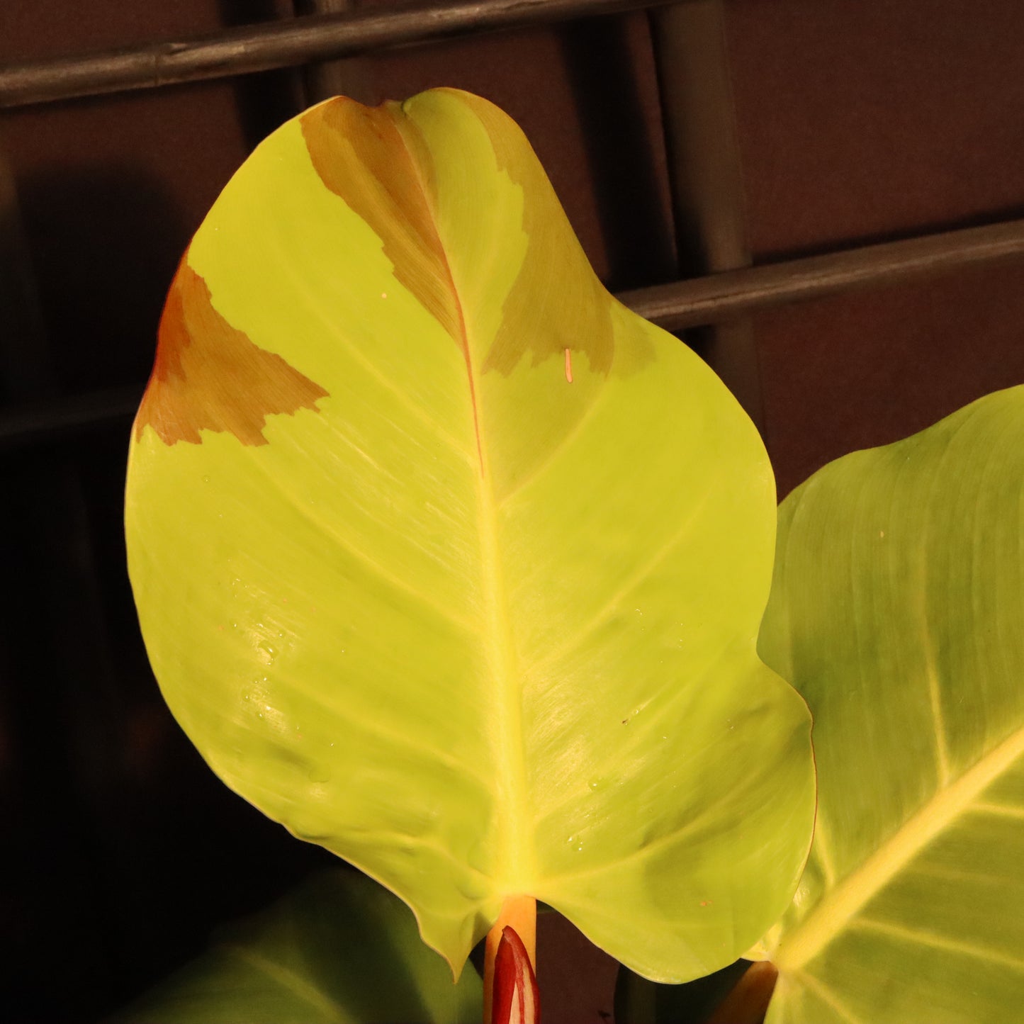 Philodendron Yellow Flame