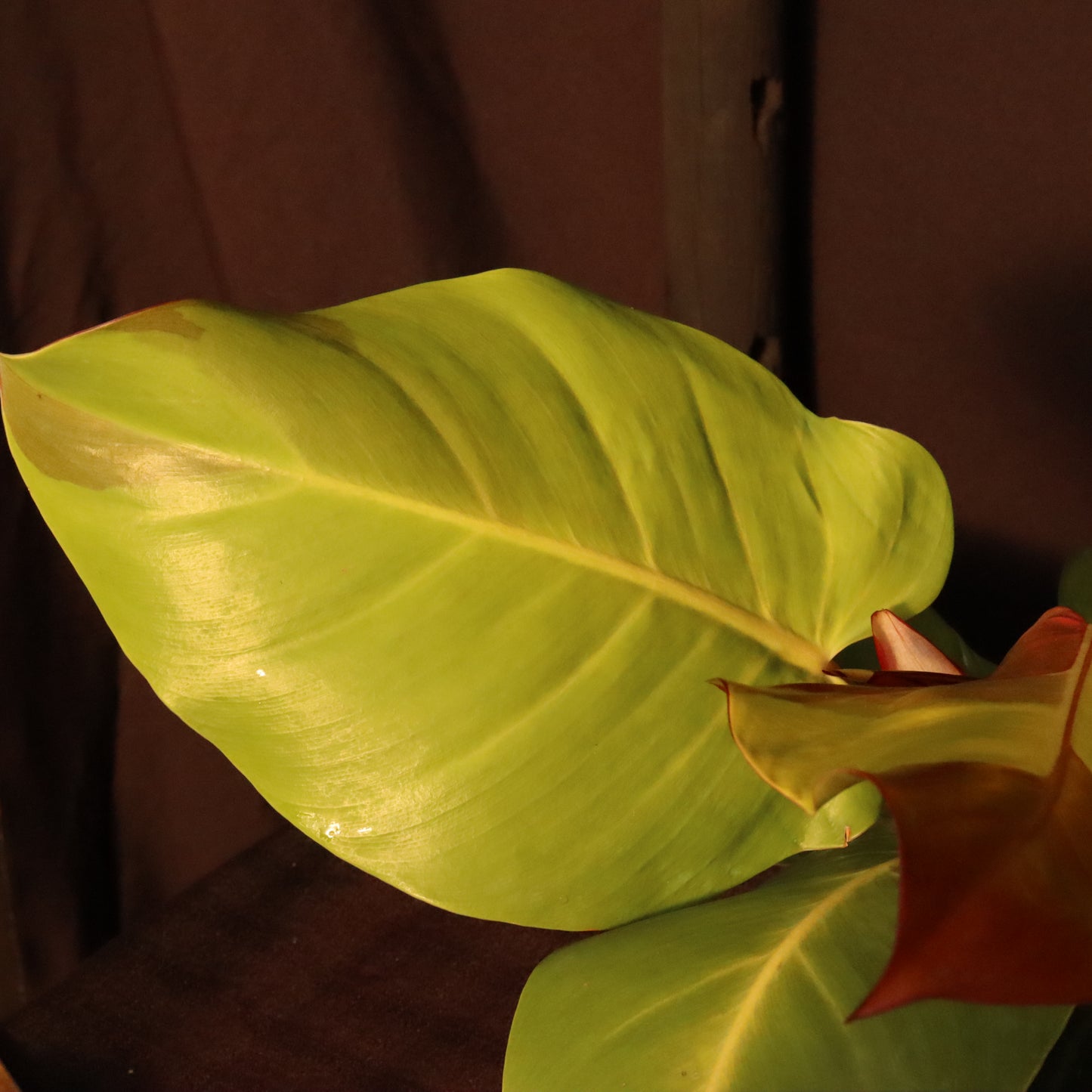 Philodendron Yellow Flame