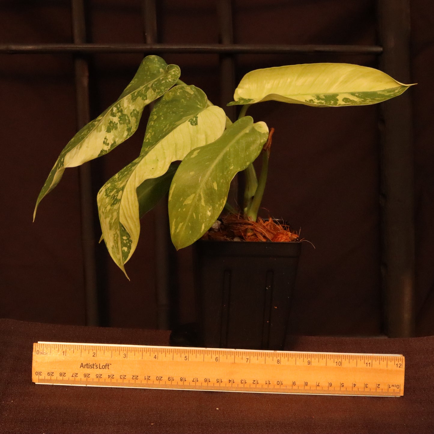 Philodendron Jose Buono