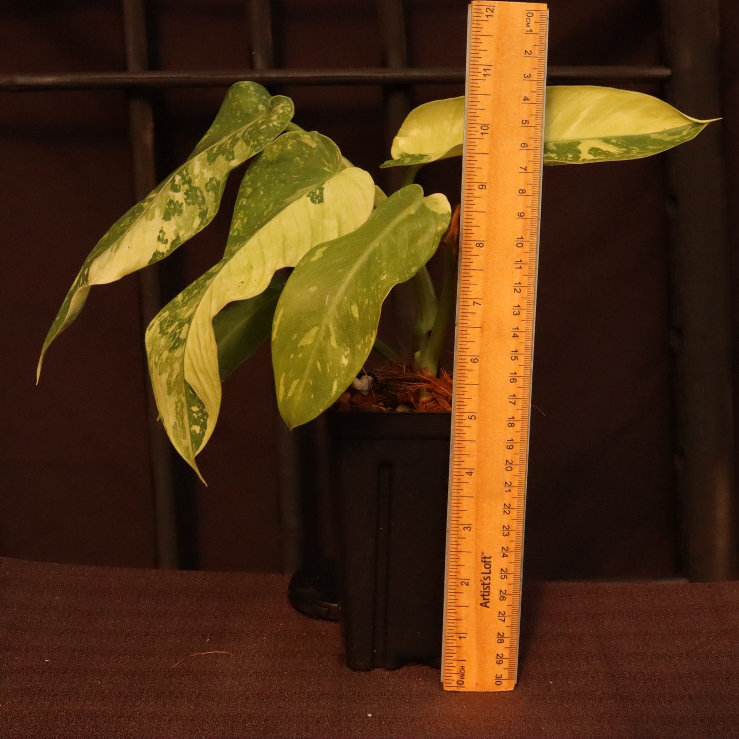 Philodendron Jose Buono