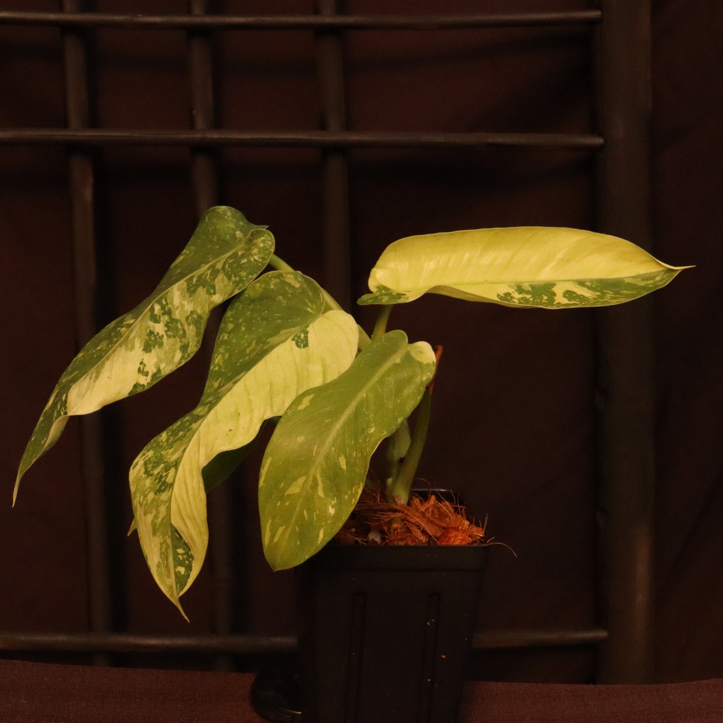 Philodendron Jose Buono