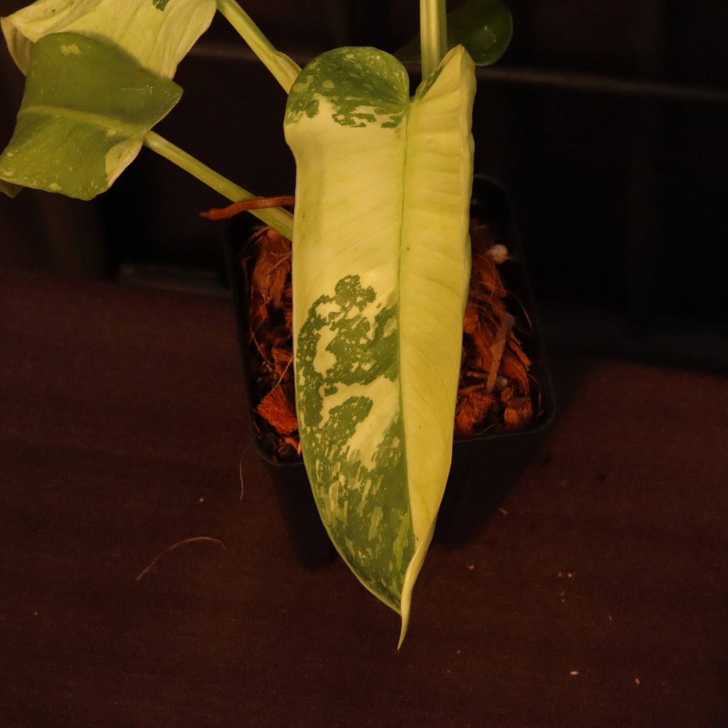 Philodendron Jose Buono