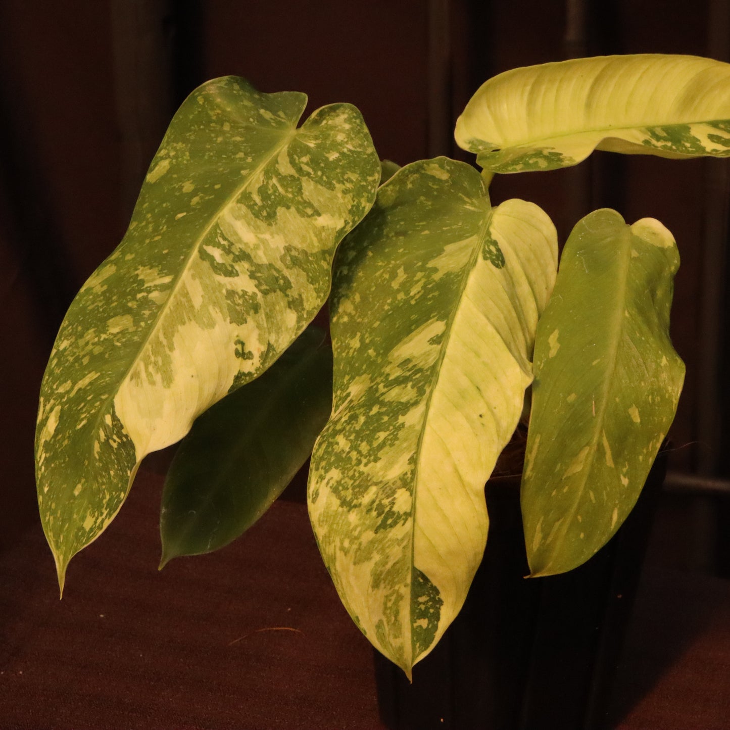 Philodendron Jose Buono