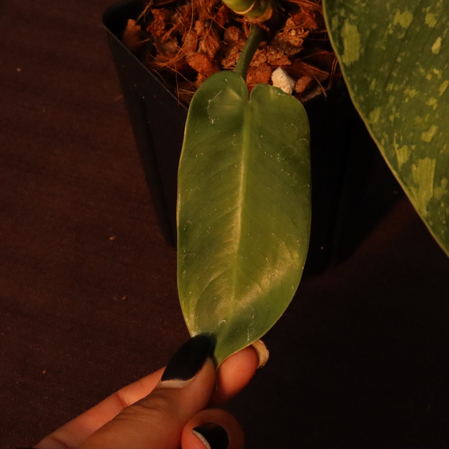 Philodendron Jose Buono