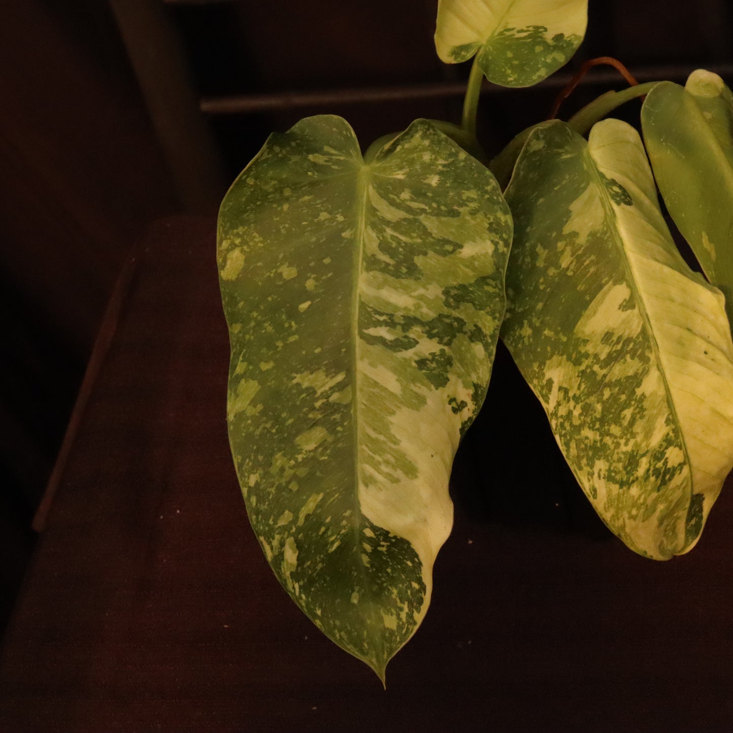 Philodendron Jose Buono