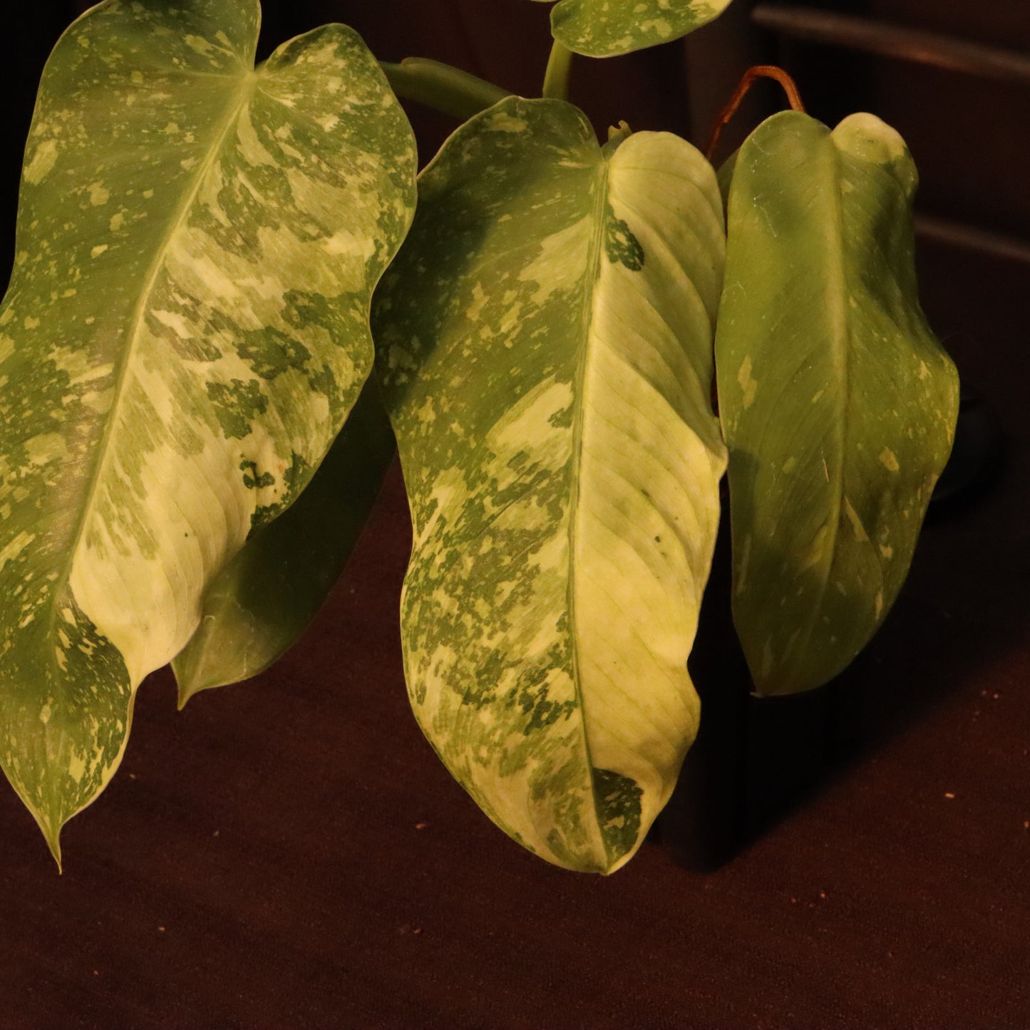 Philodendron Jose Buono