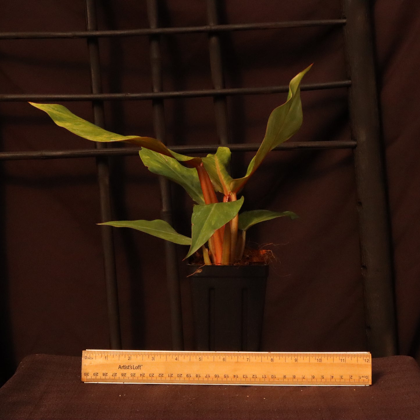 Philodendron Orange Marmalade