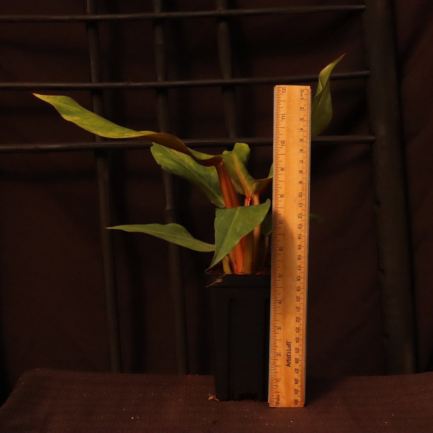 Philodendron Orange Marmalade