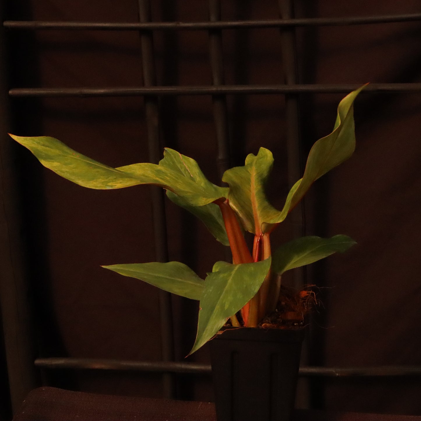 Philodendron Orange Marmalade