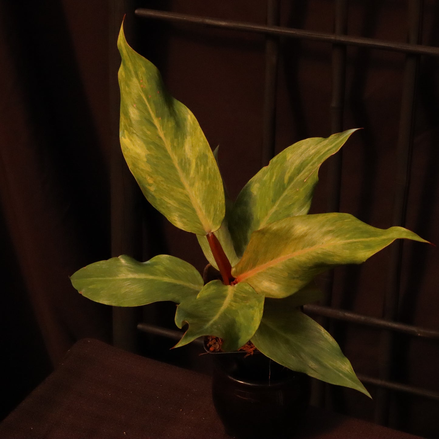 Philodendron Orange Marmalade