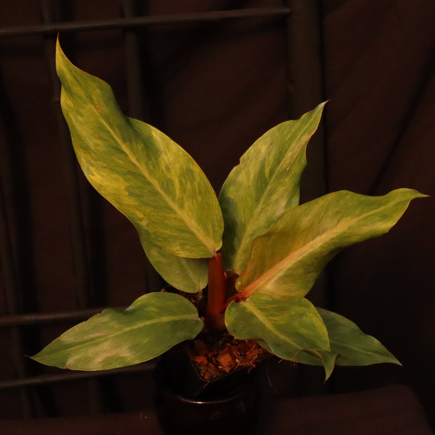 Philodendron Orange Marmalade