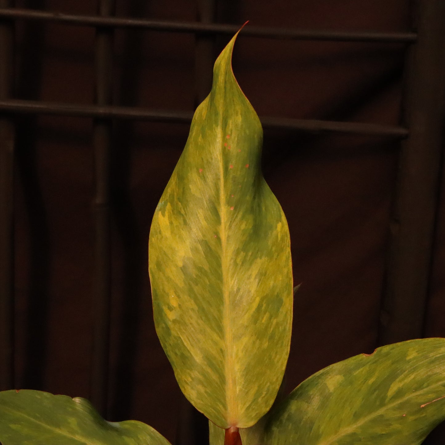 Philodendron Orange Marmalade