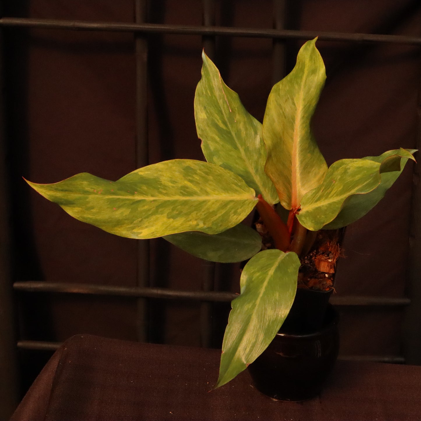 Philodendron Orange Marmalade