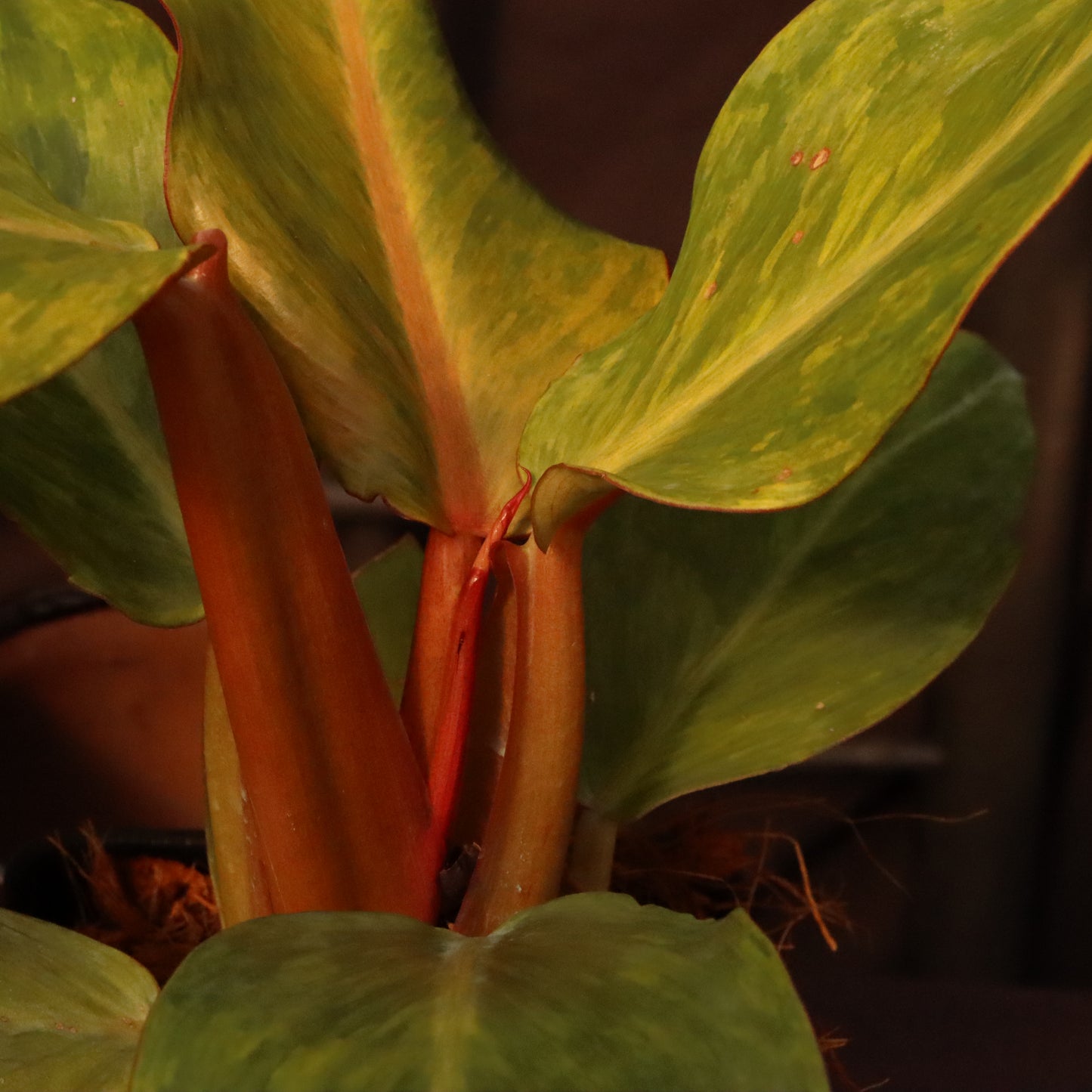 Philodendron Orange Marmalade