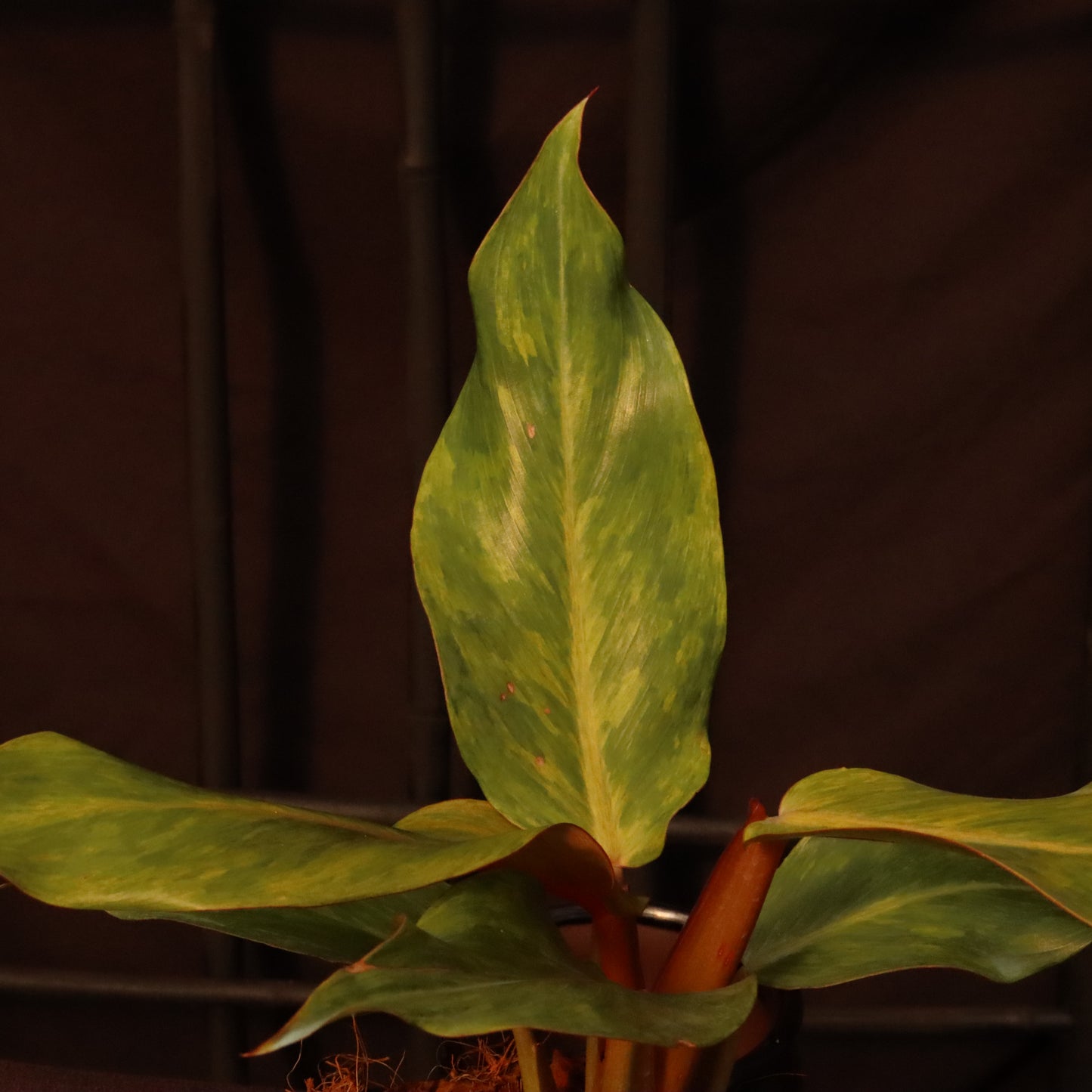 Philodendron Orange Marmalade