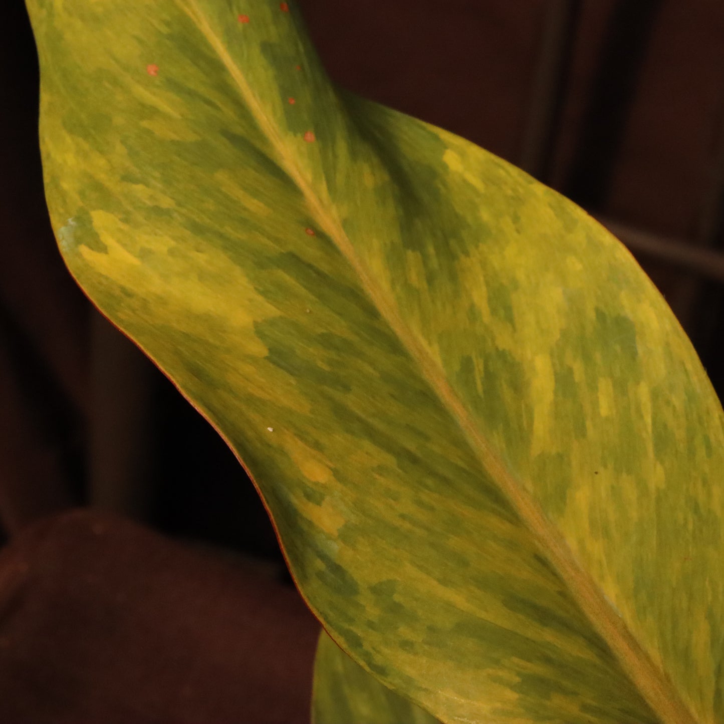 Philodendron Orange Marmalade