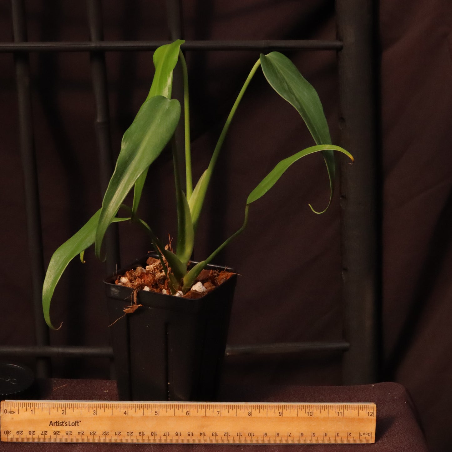 Monstera Dilacerata/ Burle Marx Flame - B