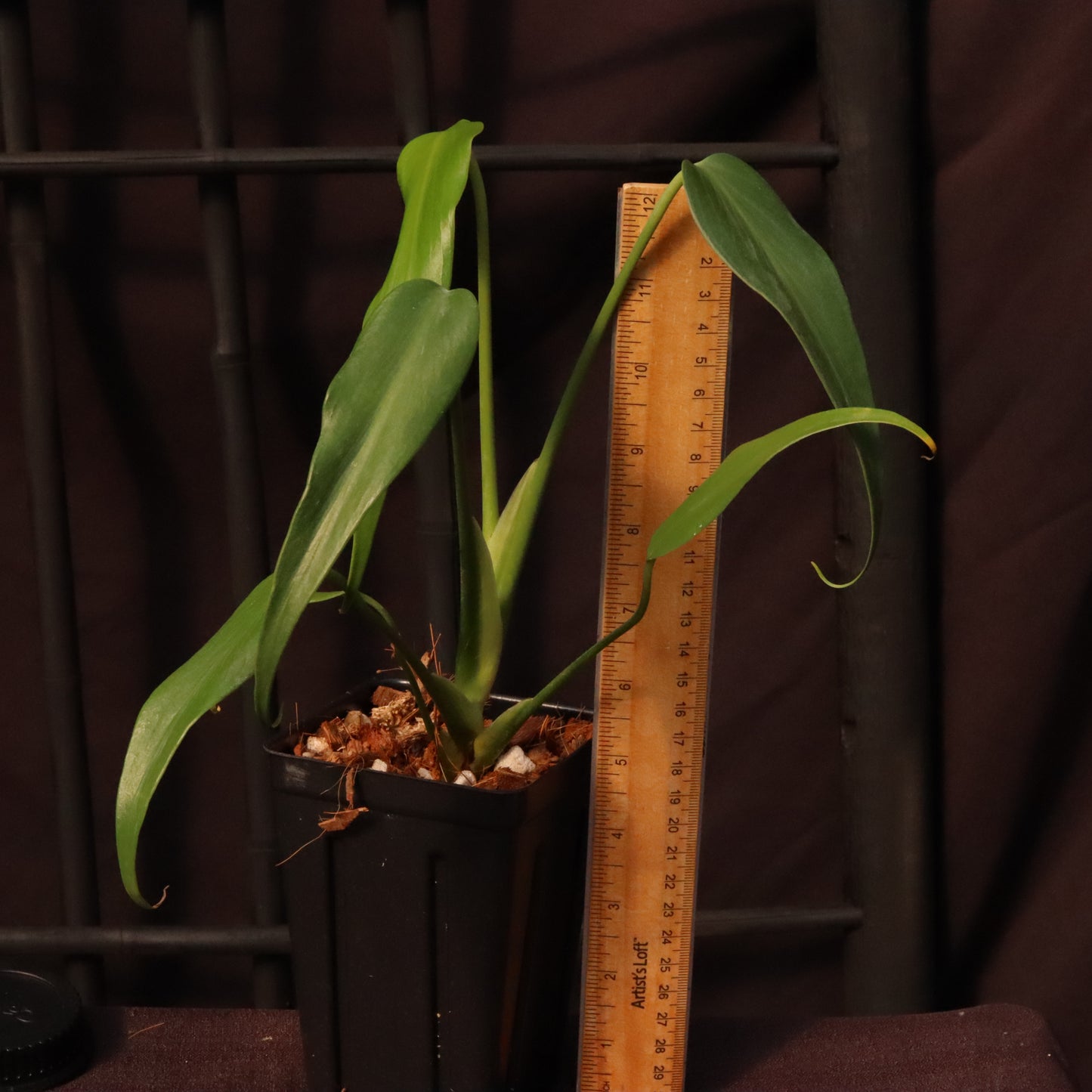 Monstera Dilacerata/ Burle Marx Flame - B