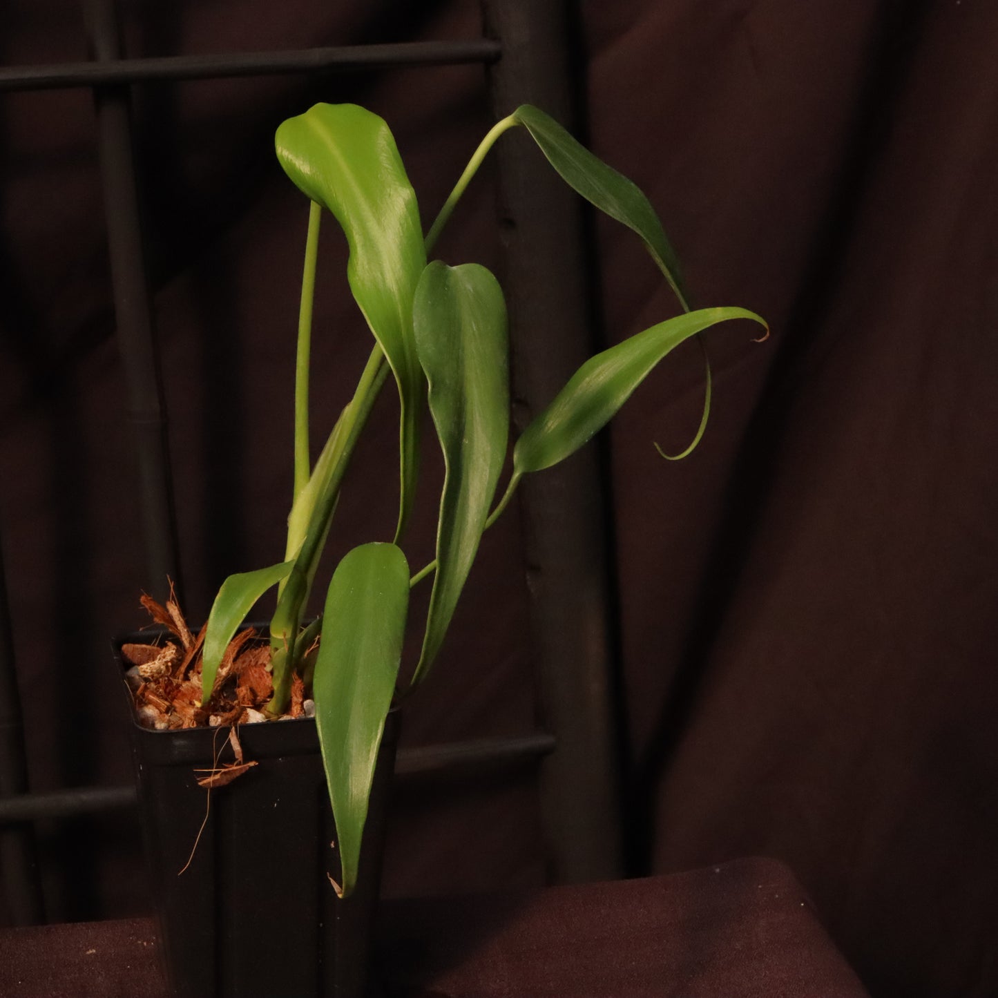 Monstera Dilacerata/ Burle Marx Flame - B