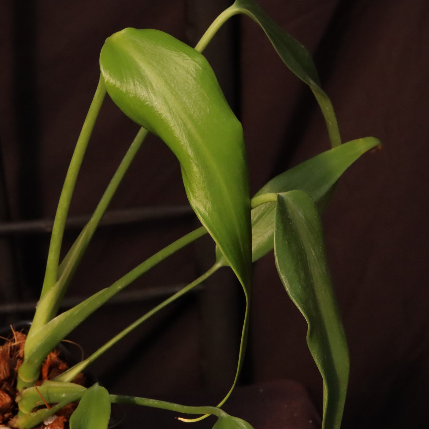 Monstera Dilacerata/ Burle Marx Flame - B