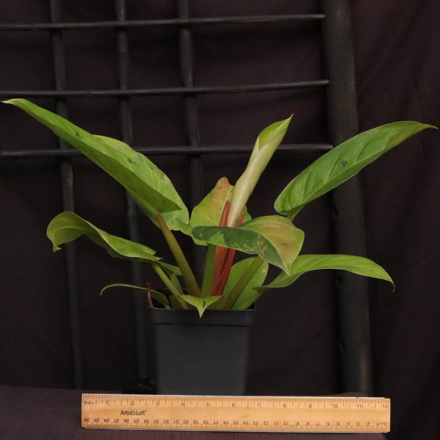 Variegated Philodendron Ruaysap/Rui Sub Marble