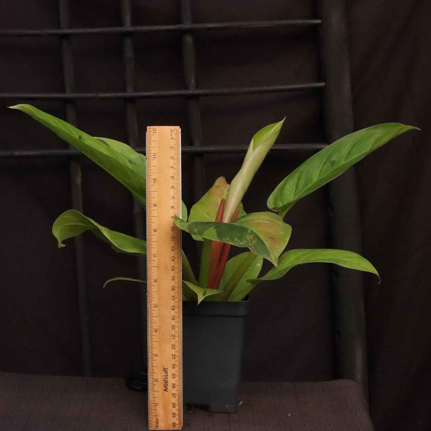 Variegated Philodendron Ruaysap/Rui Sub Marble