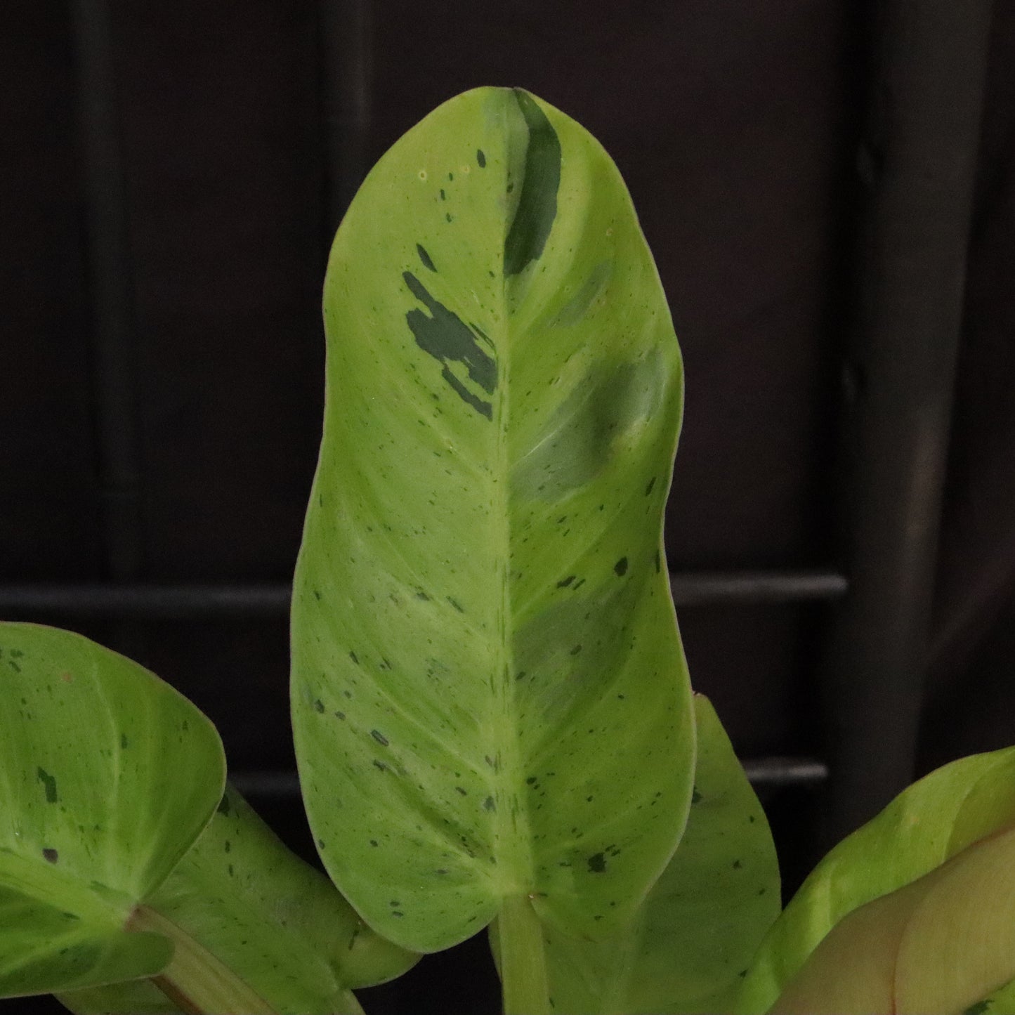 Variegated Philodendron Ruaysap/Rui Sub Marble