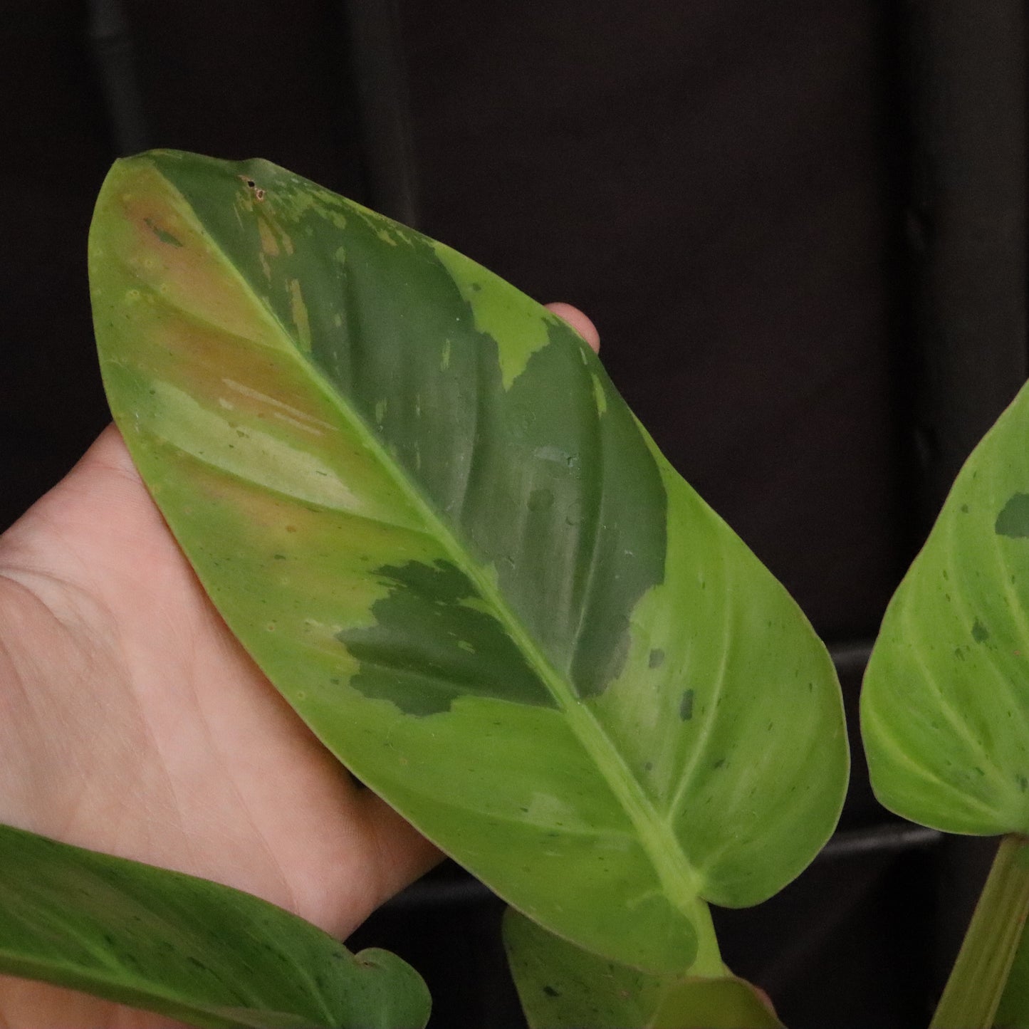 Variegated Philodendron Ruaysap/Rui Sub Marble
