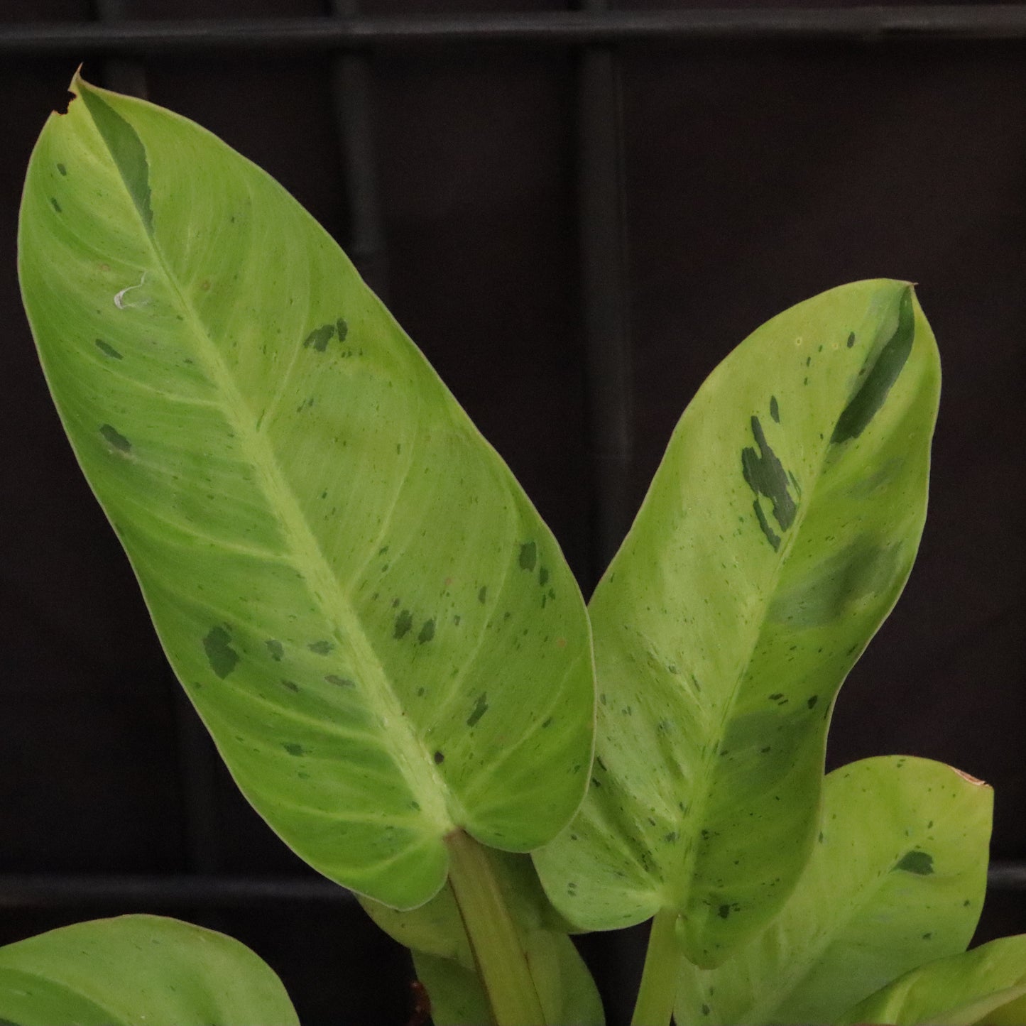 Variegated Philodendron Ruaysap/Rui Sub Marble