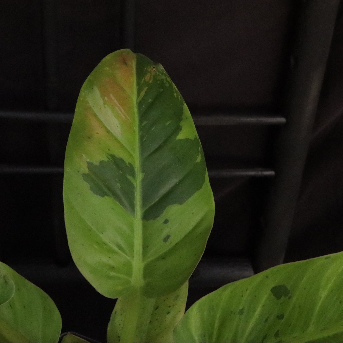 Variegated Philodendron Ruaysap/Rui Sub Marble