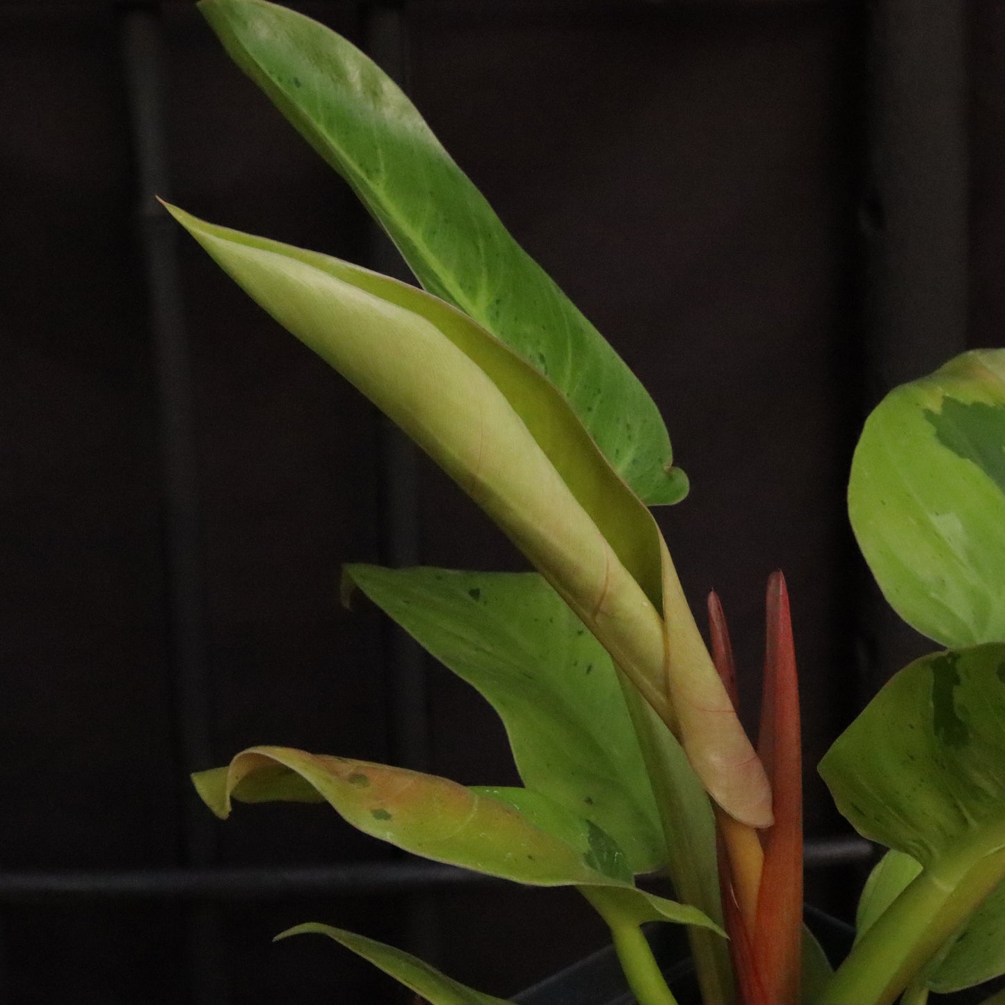 Variegated Philodendron Ruaysap/Rui Sub Marble
